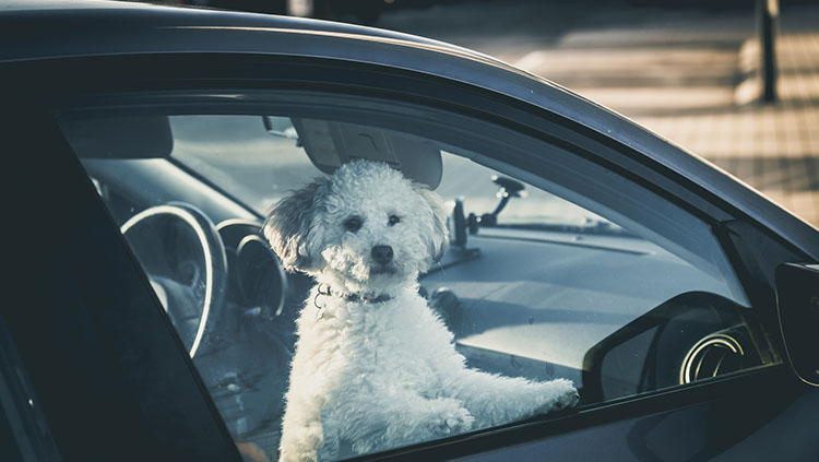 Tierqua__lerei_Artikel