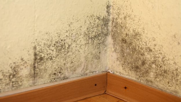 schimmel_in_der_mietwohnung
