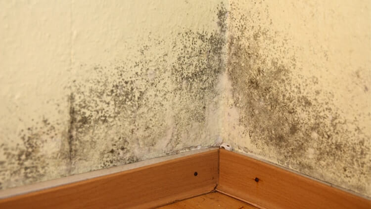 schimmel_in_der_mietwohnung